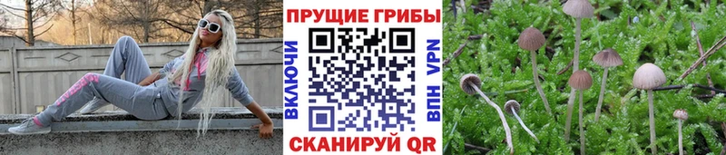 Псилоцибиновые грибы прущие грибы  хочу наркоту  Новокубанск 